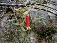 the single bell of the red Correa reflexa contrasts with the subtle colour of the pink and the green Correa