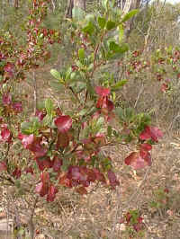 The soft reddish glow of the Dodonea seeds brighten the bush