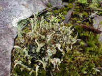in the brief period of moistness in a dry landscape, the tiny world of the lichens and mosses flourish