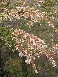 Victoria's thryptomene showers the low sandy country in white flowers