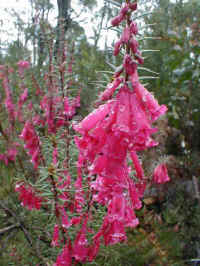 everywhere we move the wet, prickly but beautiful pink heath blocks our path