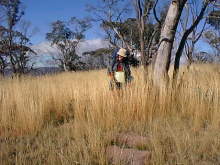 The dry grass on Mt Tamboritha summit as Autumn develops