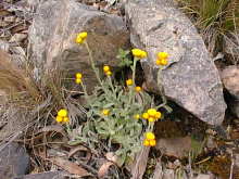 bright Helichrysum flowers scatter amongst the rocks