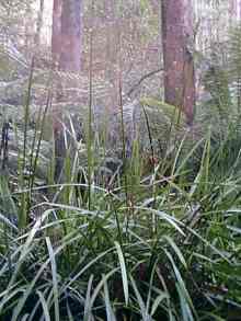 The sharp Gahnia grass