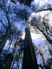Tall trees with few leaves .. the giant eucalyptus