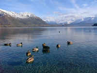 the ducks on the Wanaka glacial lake