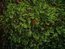 Is it a moss?  No it is a liverwort