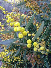 Acacia becklerii .. the Barrier Range Wattle in S.A.