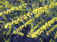 Acacia venulosa from QLD and NSW