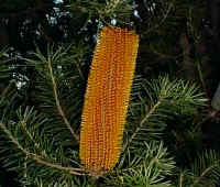 the huge flower of the Banksia ericifolia