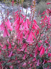 Victoria's floral emblem the "Pink Heath" Epacris impressa