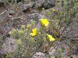The yellow Hibbertia riparia