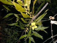 the papery phyllodes of the Murrinidindi Acacia