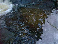 the tannin rich water of the Murrindindi creek