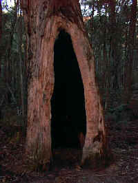 the hollowed trunk of a burnt tree provides an important habitat for small animals