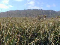 a field of "New Zealand Flax", Phormium tenax