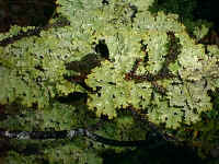 the pale fungal-algae organisms called "lichens"