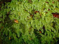 water soaked liverworts on the forest floor