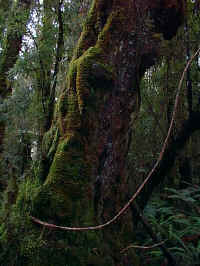 mosses liverworts and creepers grow over every other plant