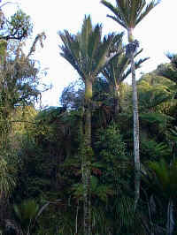 the tropical Nikau palm of the west coast