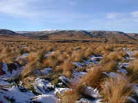 snow covered red tussock grass near Lake Manapouri