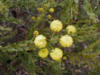 once unprotected, Acacia cuneata shows its thorny brilliance in early spring