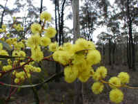 Acacia pycnantha is our brightest wattle in the late winter