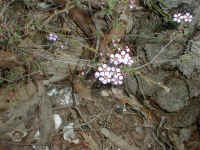 Baeckea ramosissima spreads pink over the thin forest floor