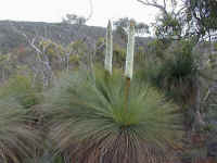once the grass trees dominated the landscape now they suffer from human interference and road building