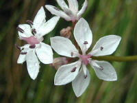 popularly called "milk maids" these delicate white flowers scatter over the forest floor