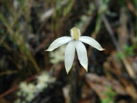 Caladenia orchids come in a variety of colours .. this one has a pale green tinge