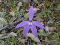 mauve, pink and purple the Caladenia orchid grows profusely amongst the mining rubbish