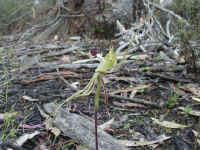 the spider orchid is so hard to find ... and so hard to photograph