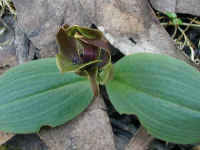 and once again, we find the Bird orchid on the moist southern slopes of the hills around the Springs