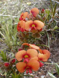 the showy Parrot Pea is a distinctive apricot colour