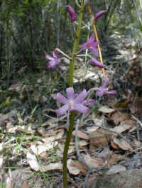 the summer flowering Dipodium roseum is one of the brightest orchids.  This one was found on Mt Towrong