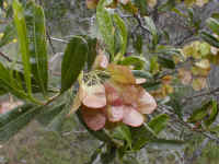 Dodonea cuneata usually has three lobes to its seed capsule