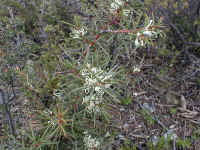 the prickly Hakea sericea does not bar our path