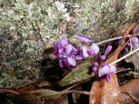 this Hardenbergia violacea contrasts with the pale lichen covered rock 