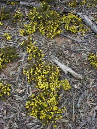 not the gold of the Acacia but the golden Guinea flowers of the Hibbertia matted the ground below the iron barks
