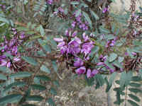 the beautifully  named Indigofera australis shows its bright colour along the bike track
