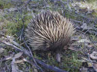 on this Sunday we saw three Echidna .. and no people walking ... the Ant eaters love the park