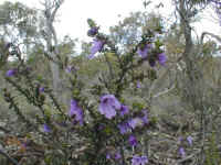 The "mint bush" is often grown in Melbourne gardens but here one species survives on the top of a rocky  lookout