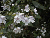 in the cool wet gullies of Mt Macedon you find the showy Prostanthera lasianthos