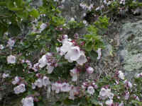 Prostanthera rotundifolia usually has purple flowers but this sample was pale pink