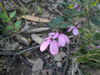 the pink Tetratheca splashed its colour over the rocky ground left scoured by mining