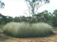 the grass Triodia irritans forms a  natural fortress