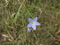 the blue Wahlenbergia was in full flower in late January