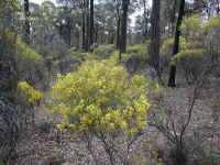 Whipstick wattle colours the black barked iron bark forest