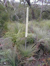 Xanthorhoea australis produces a huge flower spike